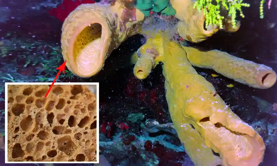 Sea Sponge