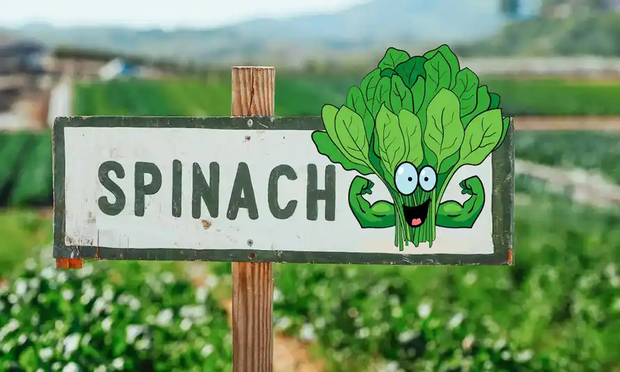 Spinach: 15 Amazing Benefits Spinach farm