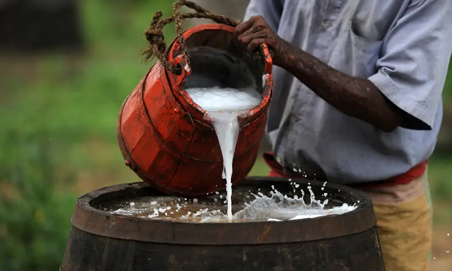 Toddy- A Sweet Drink From Palm Sap Coconut palm sap is stored in a container