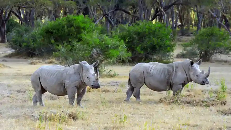 IVF Breakthrough: Hope For Northern White Rhinos - Telewix